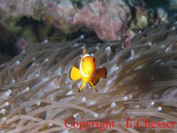 I'll get angry if you take my picture again!

Similan I... by Ewan Chesser 
